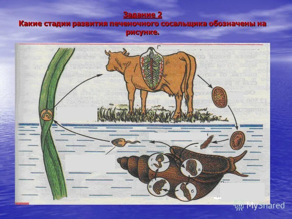 Развитие червей сосальщиков. Стадии жизненного цикла печеночного сосальщика. Жизненный цикл печёночного сосальщика биология. Цикл развития печеночного сосальщика биология 7. Цикл развития печеночного сосальщика биология.