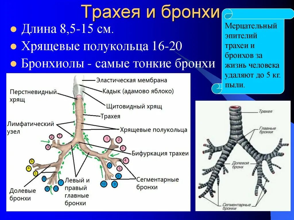 Бронхиальное дерево легких. Строение трахеи бронхов и легких. Трахеи бронхи легкие строение. Бронхиолы и бронхиальное дерево. Терминальные и дыхательные бронхиолы.