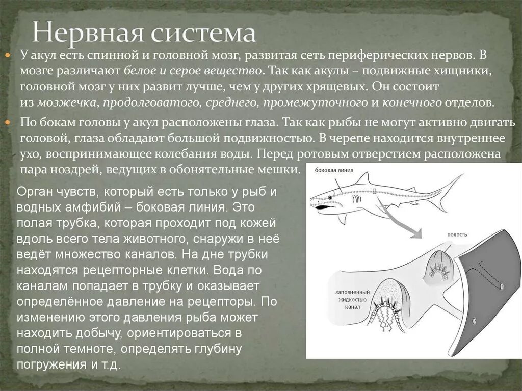 Строение нервной системы акулы. Нервная система система акул. Нервная система акулы схема. Нервная система и органы чувств акулы. Какую функцию выполняет спинной мозг у акулы