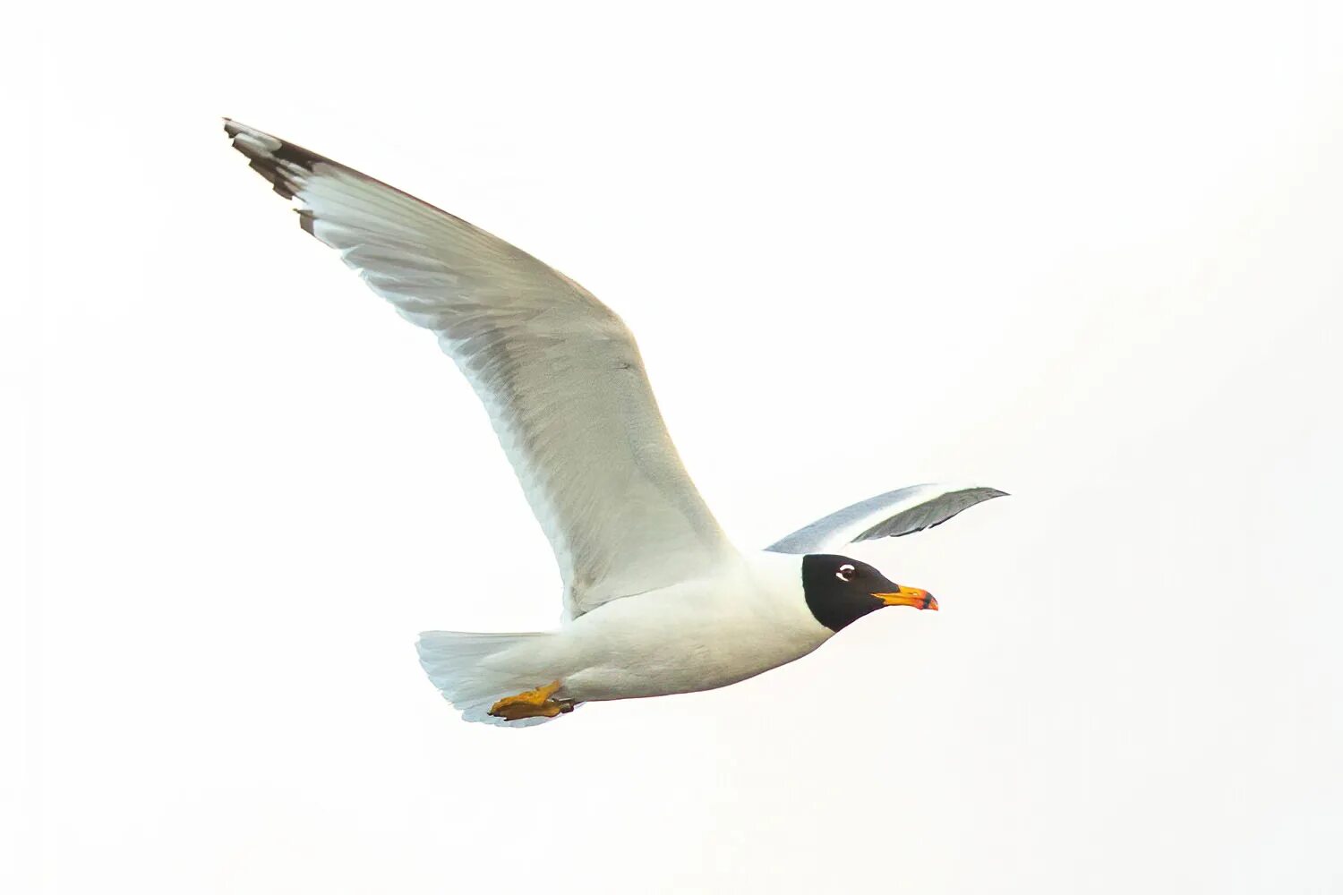 Черноголовый хохотун. Черноголовый хохотун (Larus ichthyaetus). Черноголовый хохотун – Larus ichthyaetus Pallas. Ростовский заповедник черноголовый хохотун. Гнездо черноголового хохотуна.