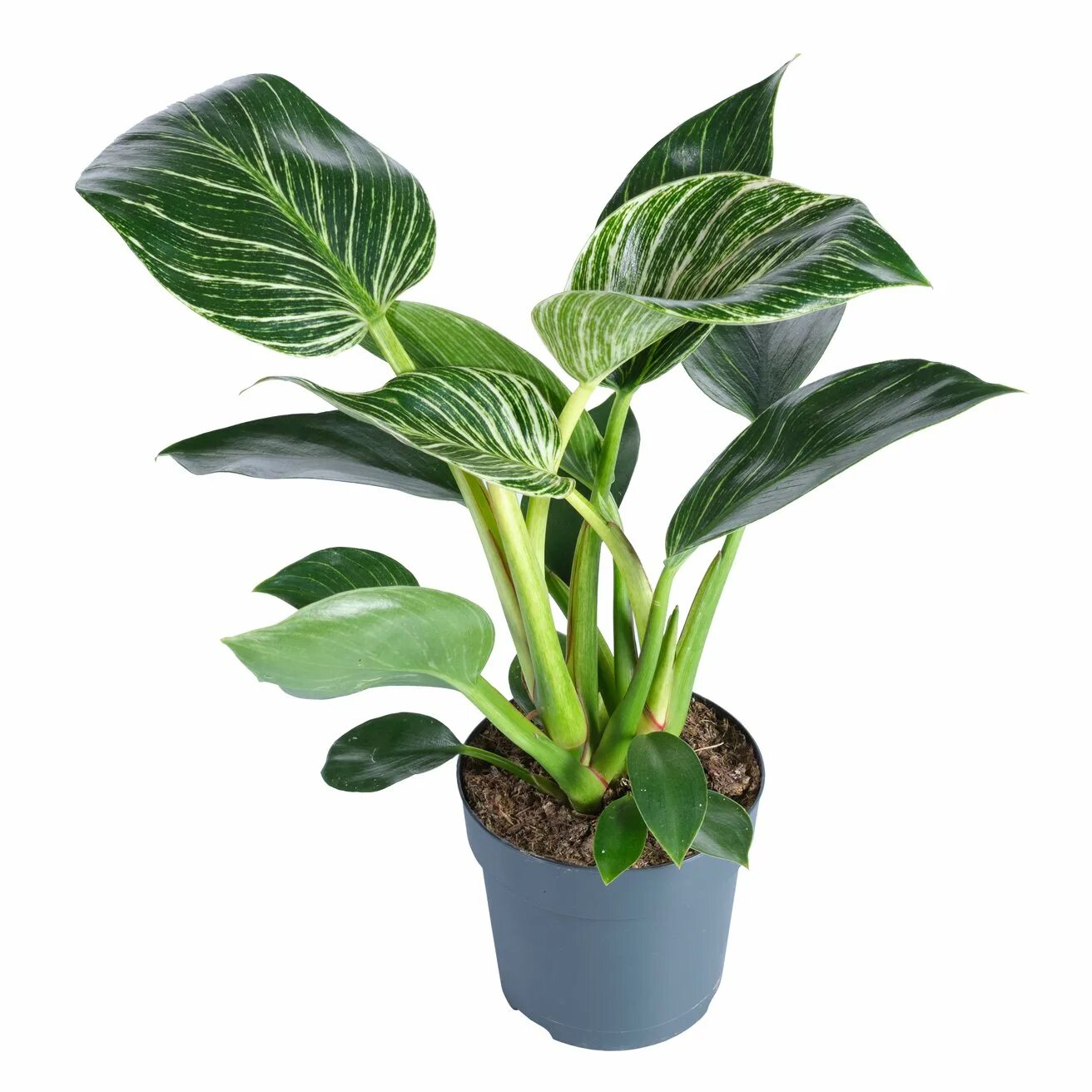 Филодендрон белый визард. Филодендрон вайт визард. Филодендрон white. Филодендрон white knight tricolor. Филодендрон вайт меже.