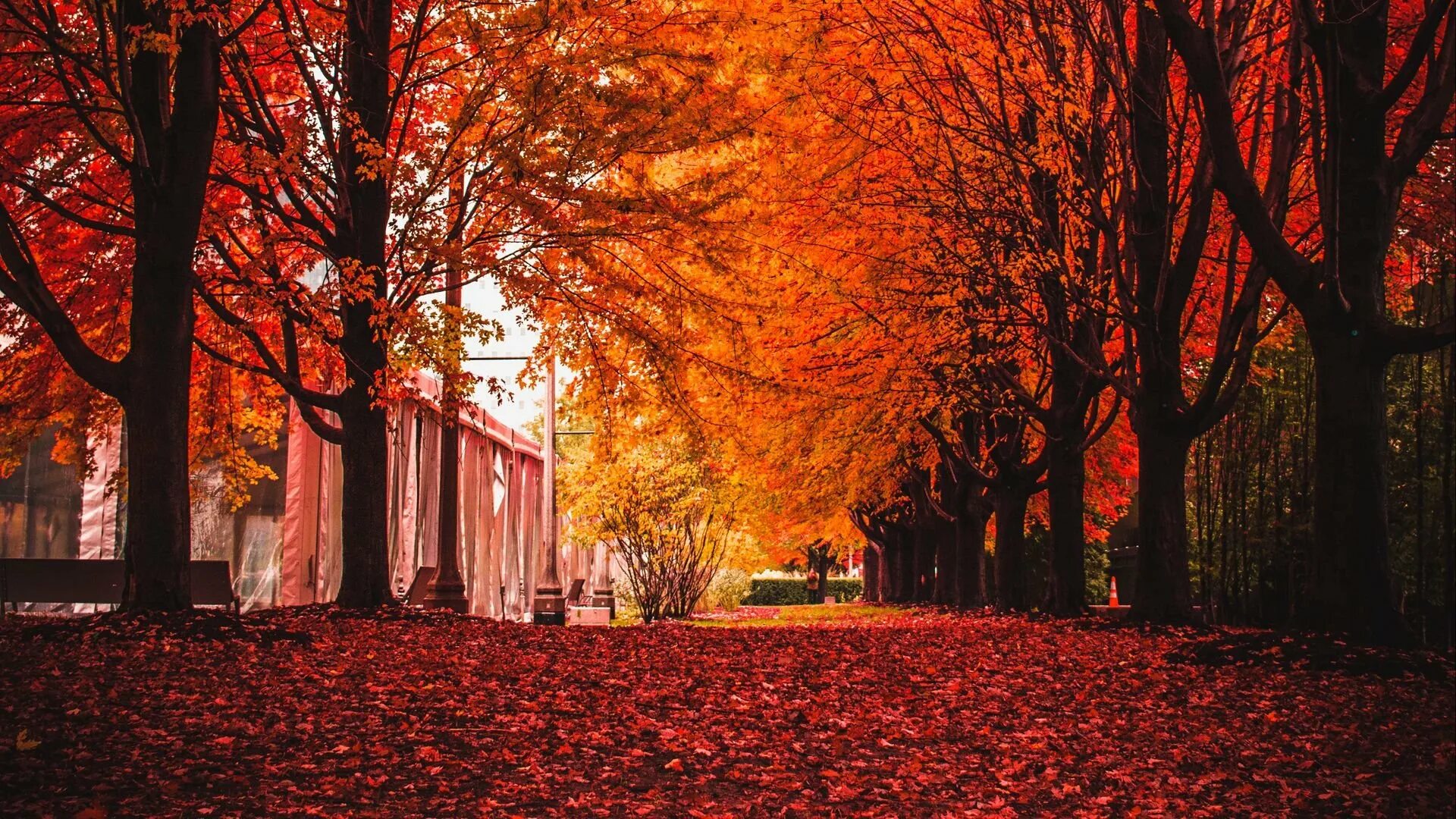 Осенний город. Красная осень. Осень парк. Осень в Питере.