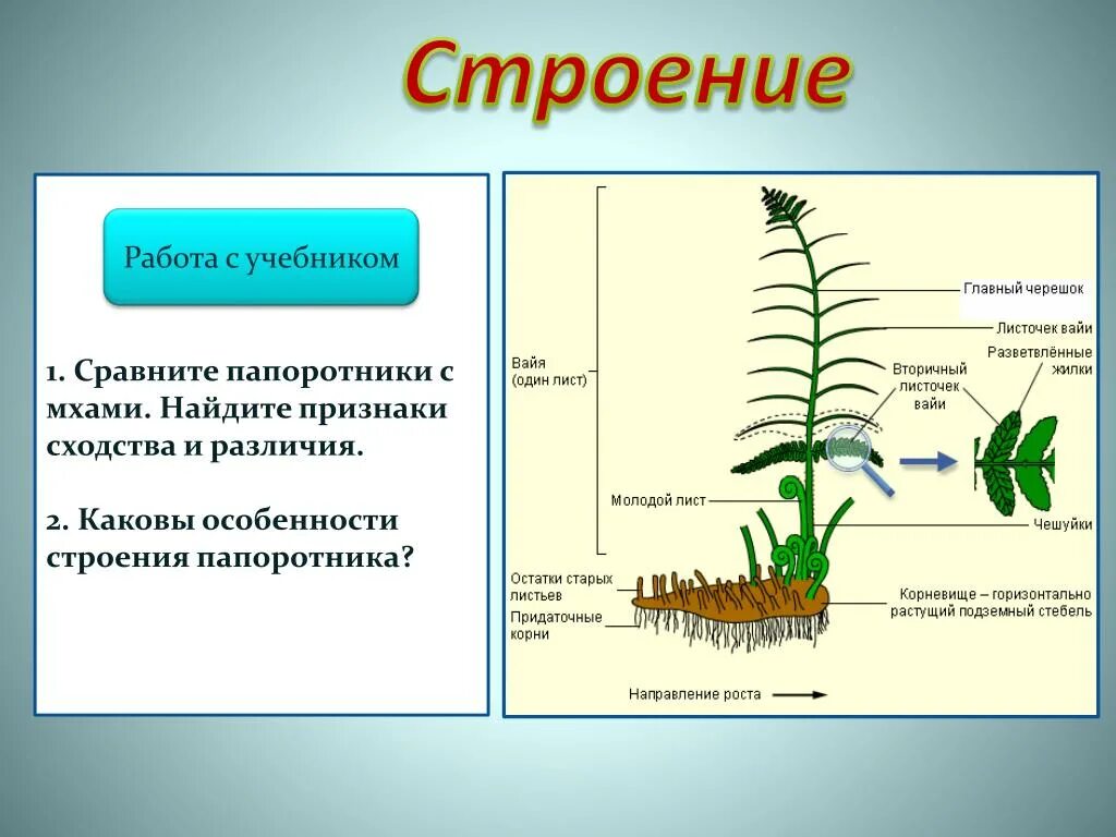 Какие органы отсутствуют у папоротников. Корневище папоротника биология 5 класс. Строение корневища папоротника. Строение корня папоротника. Строение структур папоротника.