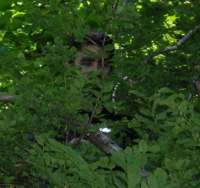 Наблюдая в кустах. Человек прячется в кустах. Мальчик прячется в кустах. Куст.