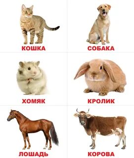 Карточки для детей 1