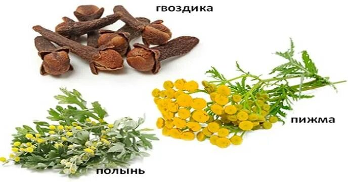 Тройчатка полынь пижма гвоздика. Гвоздика пижма тройчатка. Препараты с полынью и гвоздикой. Гвоздика пижма и полынь от паразитов. Гвоздика пижма тройчатка.