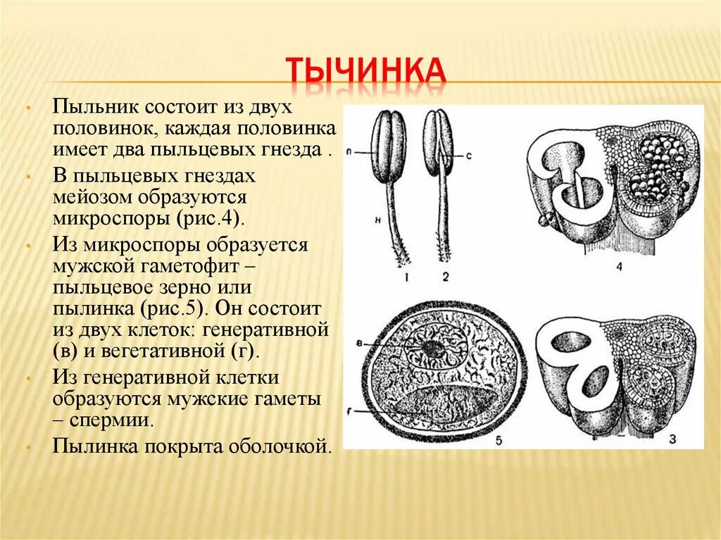 Строение тычинки. Тычинка состоит из. Пыльник тычинки. Строение пыльника.