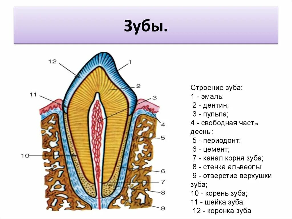 Рассмотрите внутреннее строение зуба человека какие структуры. Схема внутреннего строения зуба анатомия. строение зуба анатомия медунивер. схема анатомического строения зуба. зубная альвеола строение.