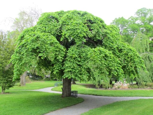 Вяз обыкновенный ulmus laevis. Вяз гладкий (ulmus laevis). Вяз крона. Вяз мелколистный крона. Вяз валлиха.
