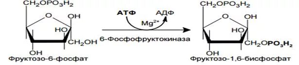 Реакции образования фруктозо-6-фосфата. Фосфорилирование фруктозо-6-фосфата. Образование фруктозо 1 фосфата. Фруктозо 1 6 бисфосфат в фруктозо 6 фосфат.