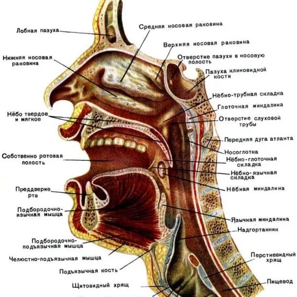 Свод глотки анатомия латынь. Хоаны анатомия. Трубный валик глотки анатомия. Хоаны латынь. Отверстие носоглотки