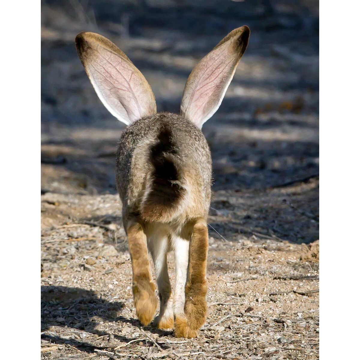 Ушастый заяц. Хвост кролика. Хвостик зайца. Хвостик кролика.