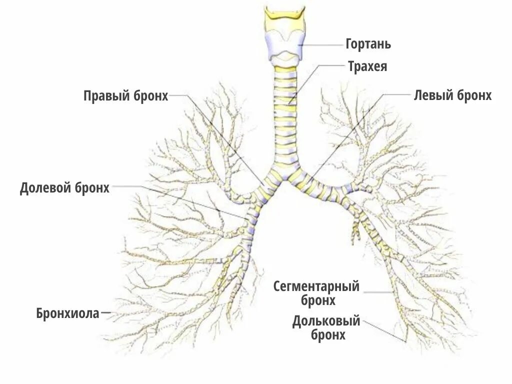 Бронхи на латыни. Бронхиолы и бронхиальное дерево. Бронхи строение бронхиальное дерево. Трахея и бронхиальное дерево анатомия. Строение бронхиального дерева анатомия.