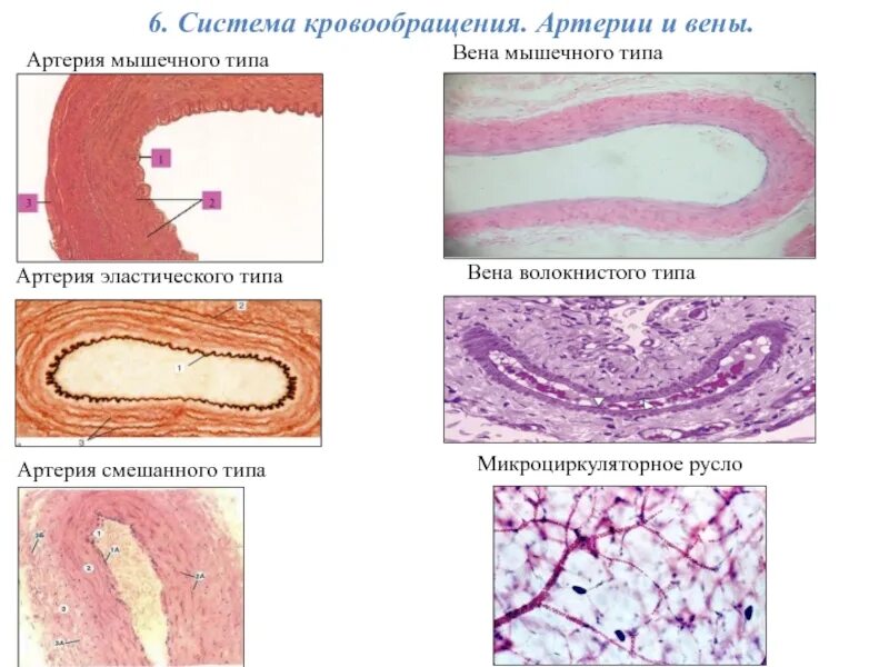 Вены безмышечного типа примеры Функциональная анатомия венозной системы. Венозные анастомозы. Кровоснабжение пл