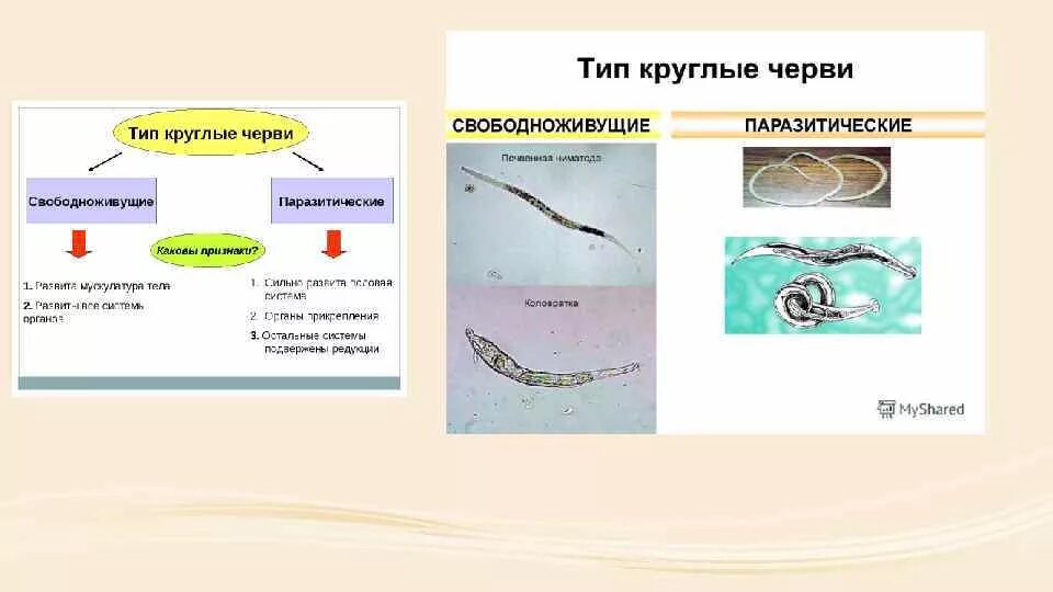 Признак свободноживущего червя. Классификация круглые черви 7 класс. Тип круглые черви схема. Тип плоские черви 7 класс свободноживушие и паразит. Схема круглые черви 7 класс биология.