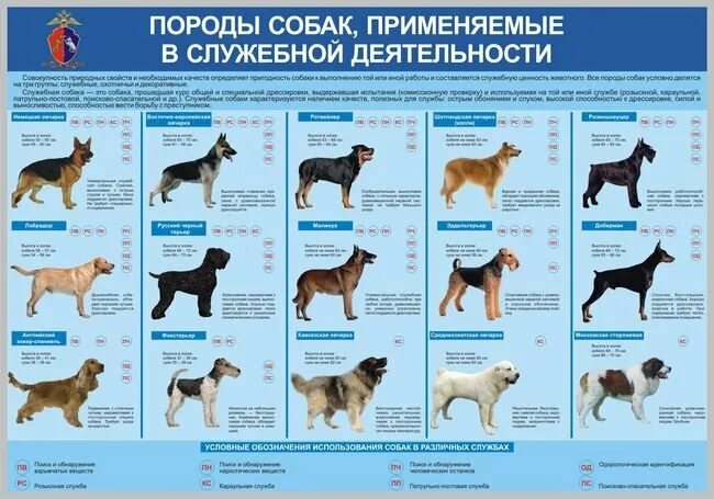 Служебная собака какая