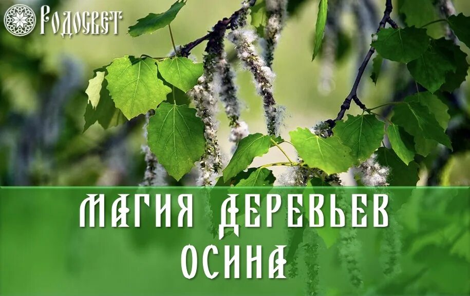 Качество осины