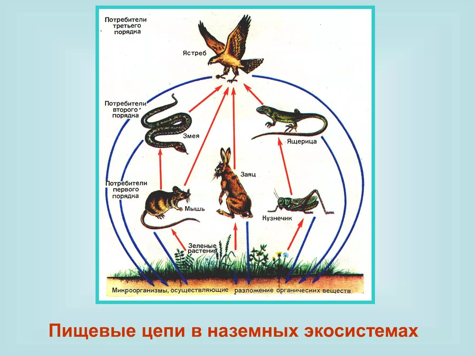 Составить цепь питания в экосистеме. Схема цепи питания биогеоценоза. Пищевая цепочка экосистема цепь. Пищевая цепочка биогеоценоза. Цепь питания в наземном биогеоценозе.