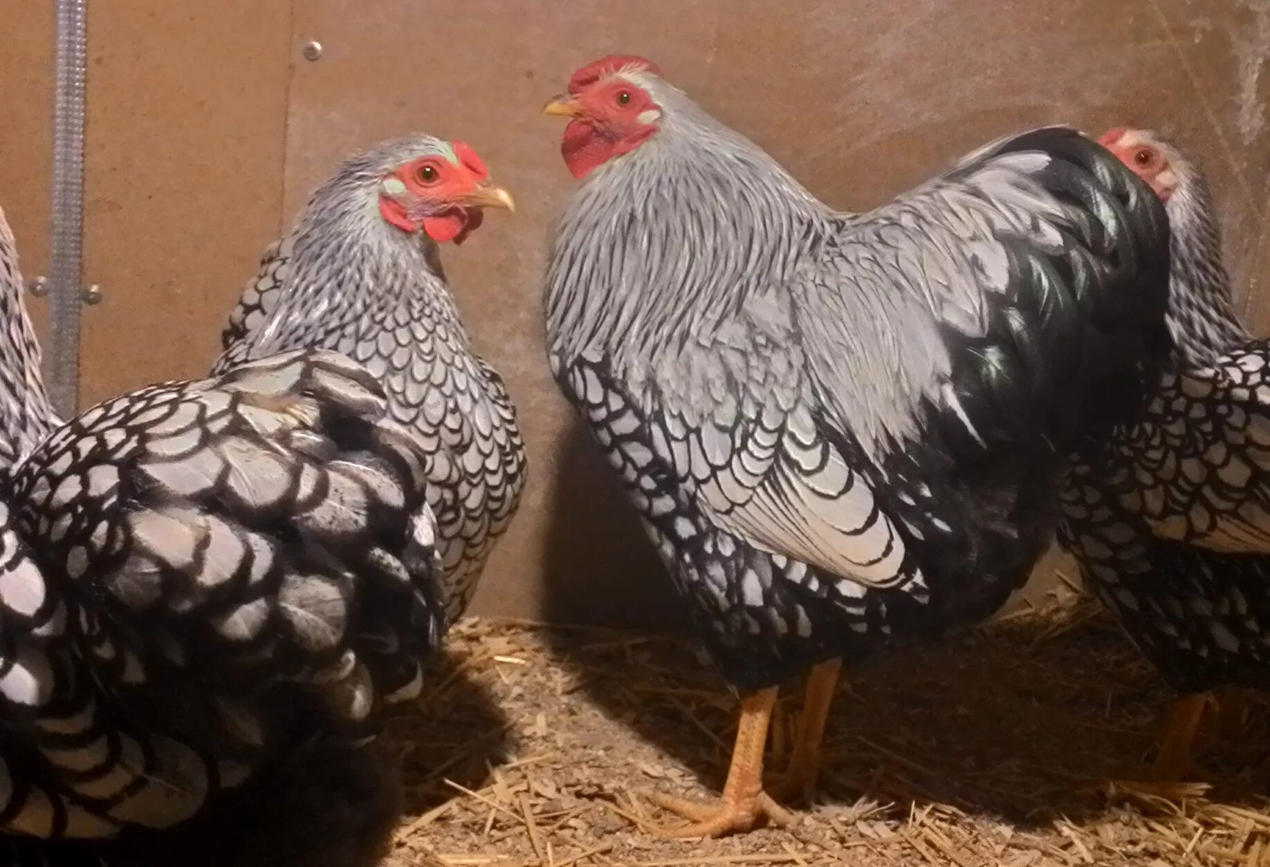 барковские куры описание. борковская барвистая петух. леггорн борковская барвистая. леггорн борковская барвистая. барковские куры описание.