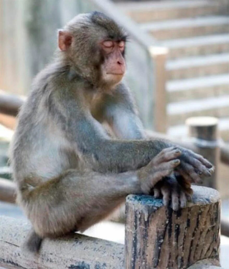 смешные видео где говорят. видеоролики про животных. картинки прикольные смешные. медведь за рулем. самые угарные видосы в мире.