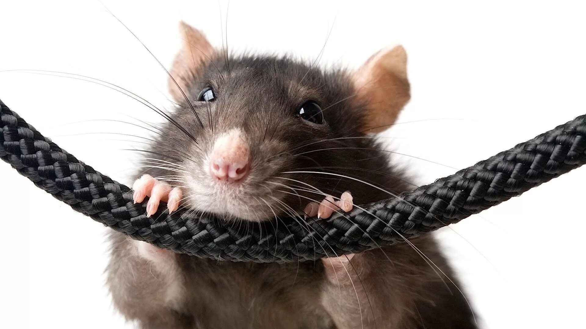 Крыса. Крыса перегрызла кабель. Мышь перегрызла провода. Смешные крысы.