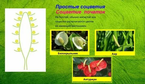 Соцветие початок