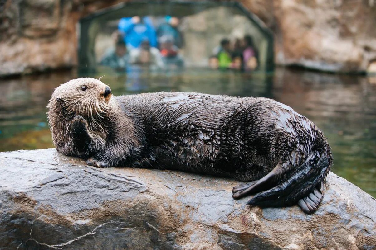 Морские выдры. Северный калан. Морские выдры. Калан enhydra lutris. Морские выдры в тихом океане.