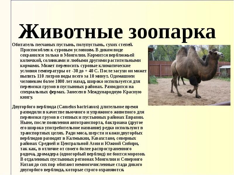 Эссе на тему животные в зоопарке. Сообщение о животных зоопарка. Рассказ о новосибирском зоопарке. Эссе на тему животные в зоопарке. Сообщение о зоопарке.