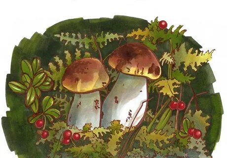 Лесные грибы картинки для детей