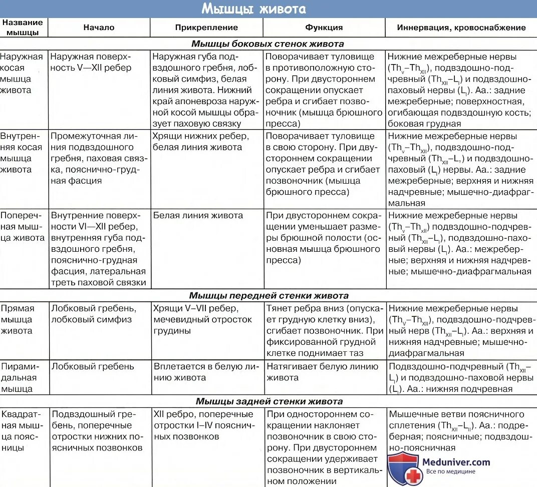 Начало прикрепление функции мышц. Мышцы живота анатомия таблица функции. Мышцы туловища сзади функции таблица. Мышцы живота кровоснабжение и иннервация. Мышцы брюшной полости таблица.