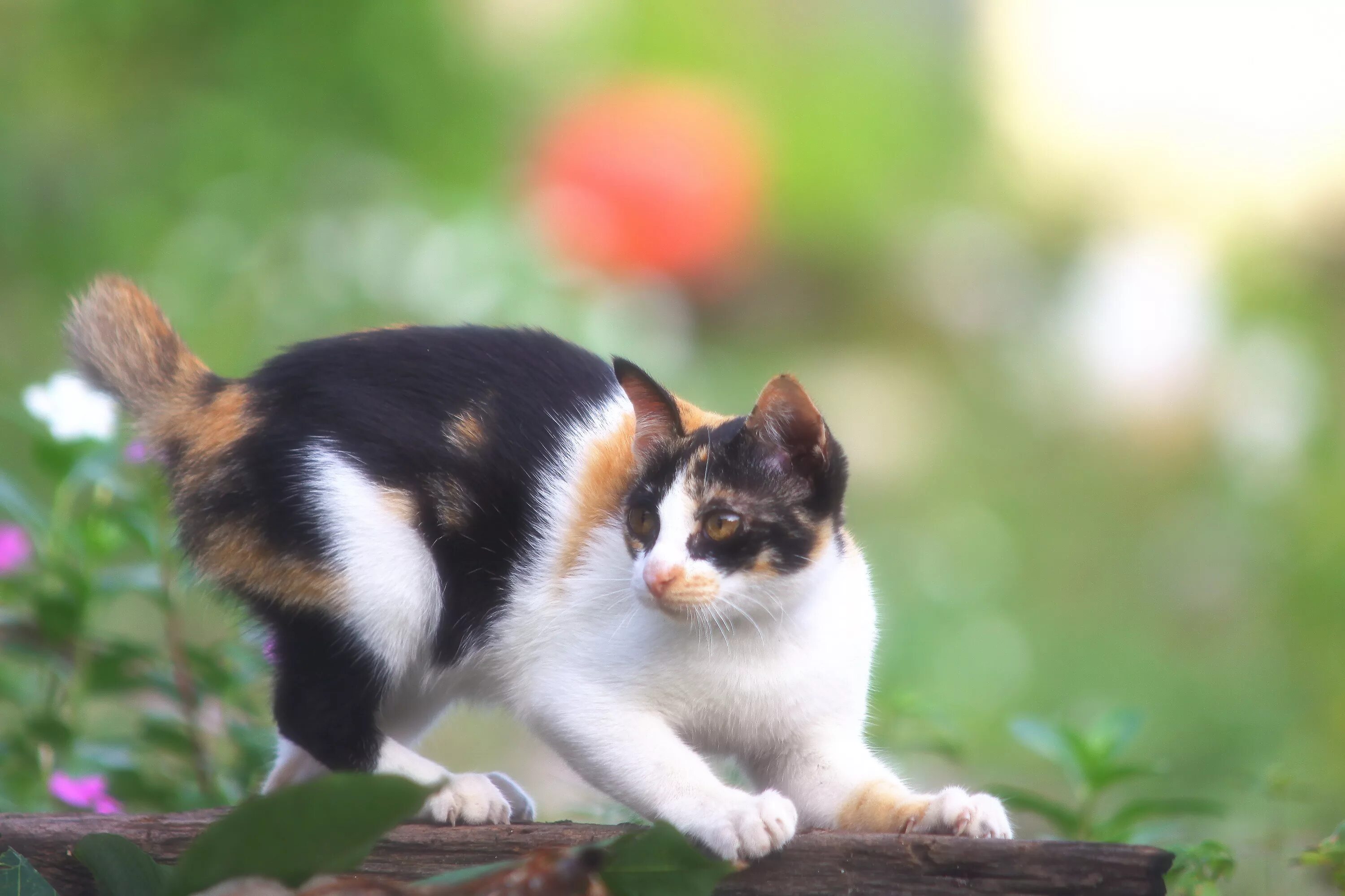Кошка 1 часть. Ситцевая кошка. Эгейская кошка. Ситцевый окрас кошки. Ситцевый окрас кошки животные красиво.