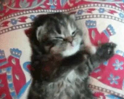 Котенок перебирает лапками