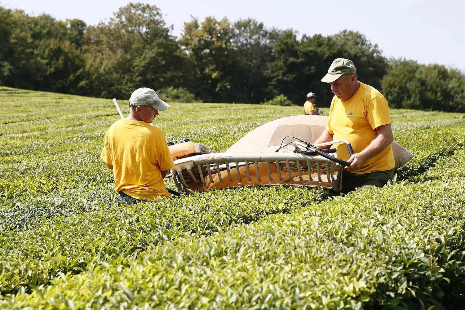 В россии растет чай. Мацеста чайные плантации. Плантации чая в Сочи. Краснодарский чай плантации. Мацестинские чайные плантации Сочи.
