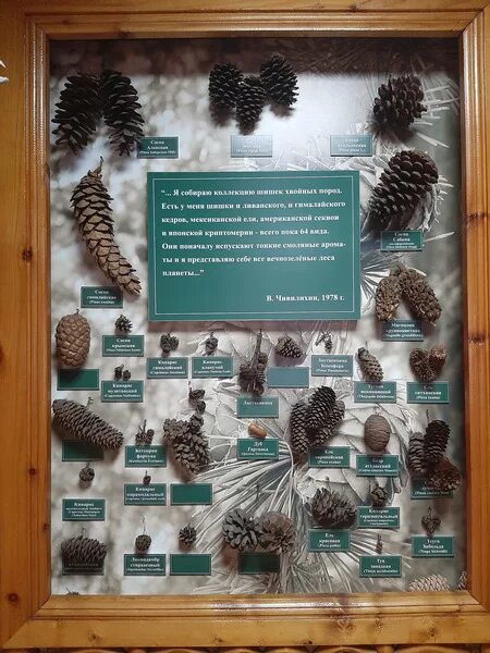 Коллекция шишек хвойных. Шишки из дерева. Сосна ламберта шишки. Коллекция шишек хвойных. Семена хвойных растений.