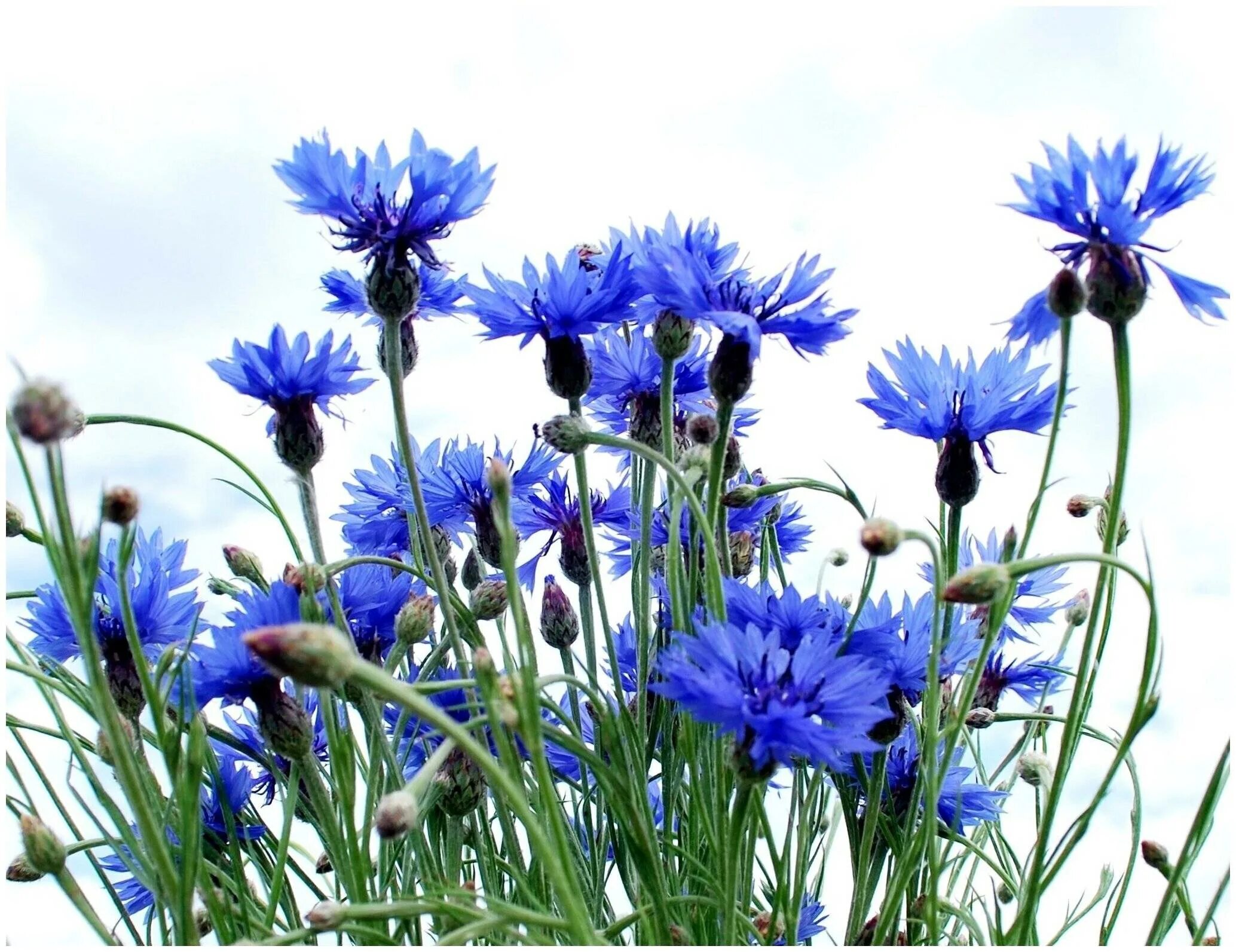 Василек синий (Centaurea cyanus). Василек полевой. Василек Лазоревый.