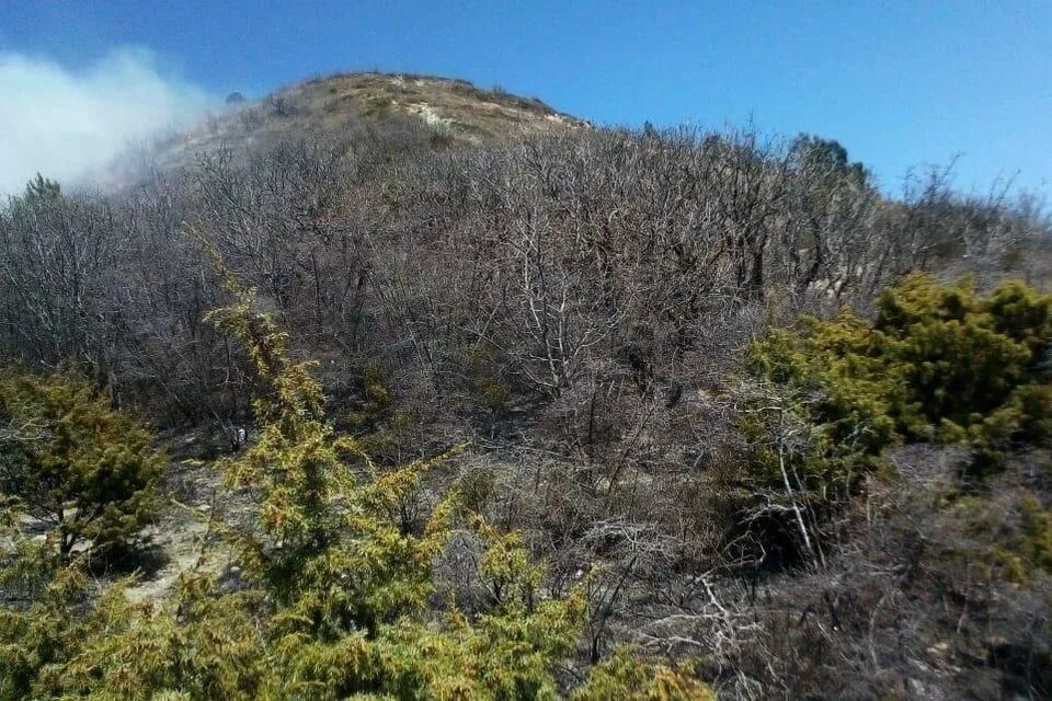 Леса новороссийска. Леса новороссийска. Цемесская роща новороссийск. Леса новороссийска. В лесу новороссийска.