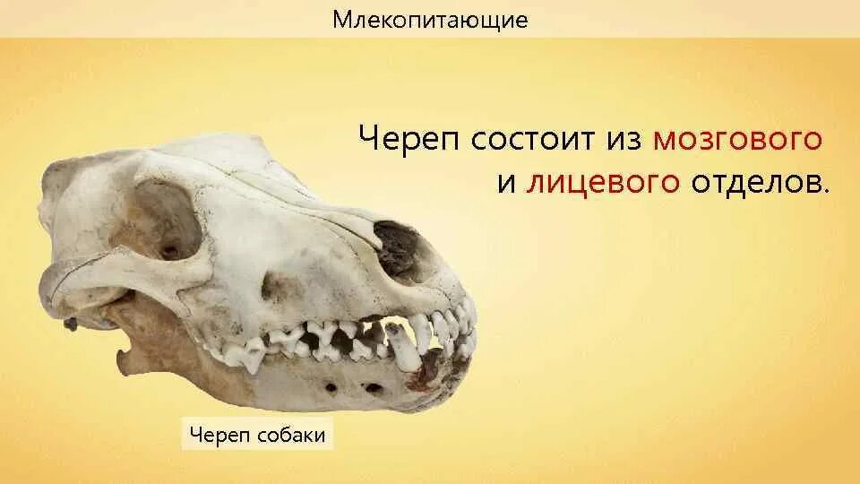 Череп млекопитающих. Строение черепа млекопитающих. Кости черепа млекопитающих.
