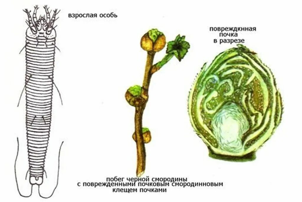 Черносмородиновый почковый клещ. Почковый клещ на черной смородине. Почковый почковый клещ на смородине. Почки смородины с почковым клещом. Обработка смородины от почкового клеща весной