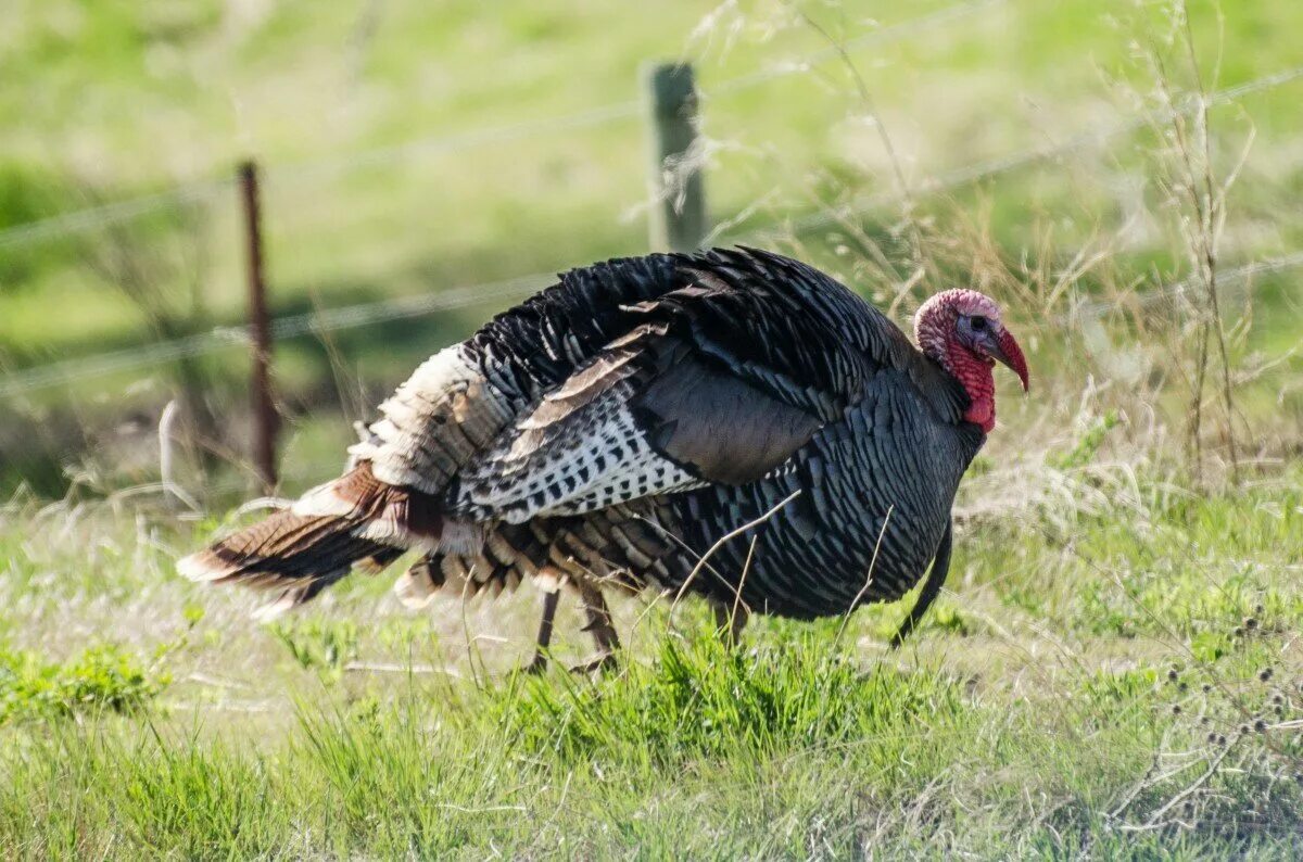 Дикая индюшка. Дикий индюк. Wild Turkey птица. Дикий индюк птица.