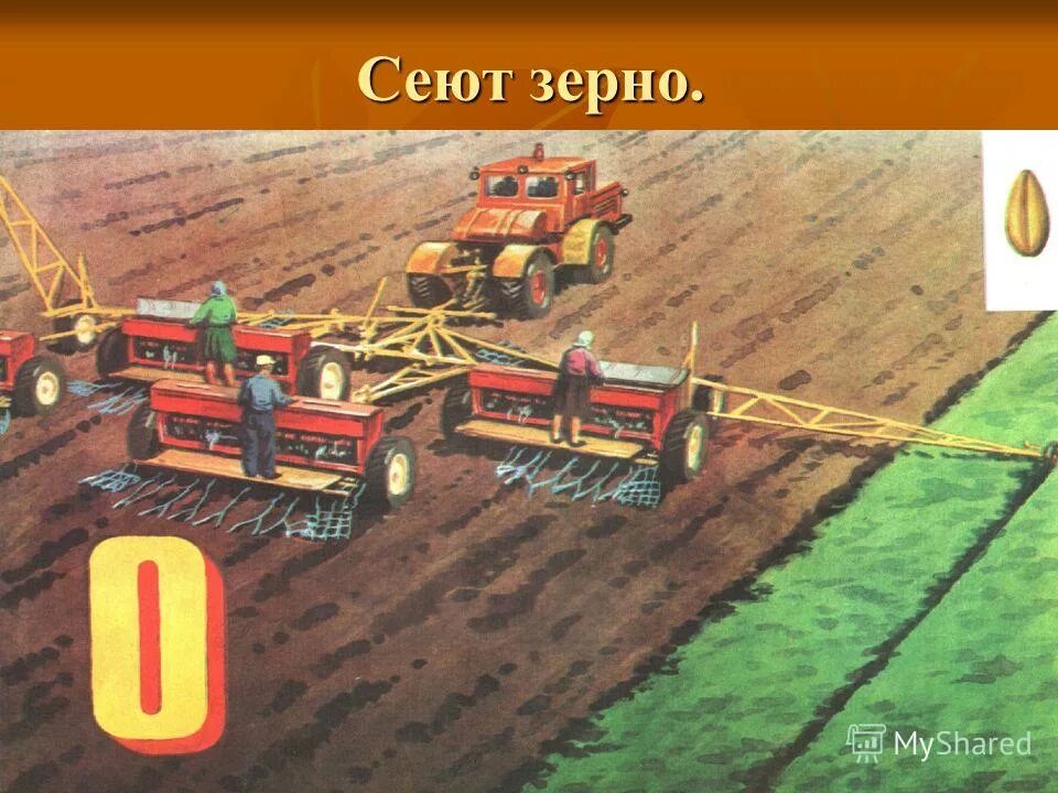 Зерно сеют или сеят как правильно. Сеют пшеницу. Сеять зерно. Как сеют пшеницу. Машины которые сеют зерно.