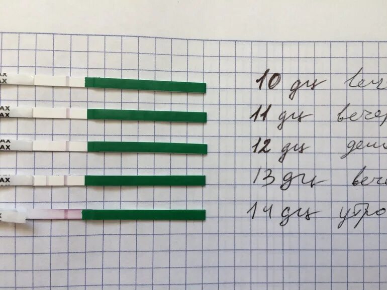 Месячные на 26 день. Тест на овуляцию 26 дней цикла. Тест на овуляцию при 26 дневном цикле. Цикл 26 дней овуляция. Тест на овуляцию при цикле 26 дней.
