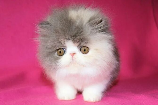 котята пушистые персидские. персидская длинношерстная шиншилла золотая. длинношёрстная персидская кошка рыжий. персидские котята. персидские котята.