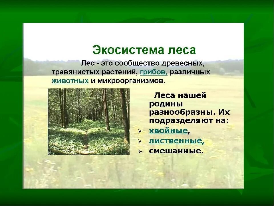 Контрольная работа по теме растительные сообщества. Экосистема леса. Природная экосистема лес. Экологическая структура леса. Природное сообщество лес.