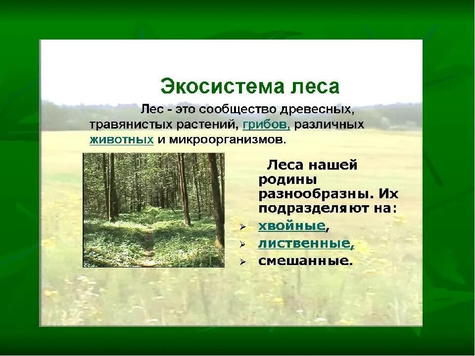 Примеры искусственных растительных сообществ. Экосистема леса. экологическая структура леса. экосистема лиственного леса. природное сообщество лес.