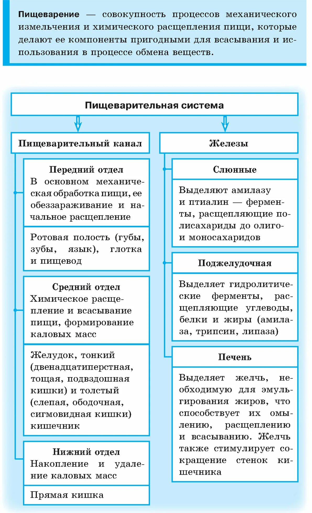 Системы человека таблица. Пищеварительная система человека и их функции таблица. Пищеварительная система таблица название органа строение и функции. Особенности строения и функций органов системы пищеварения таблица. Пищеварительная система человека строение и функции таблица 8 класс.