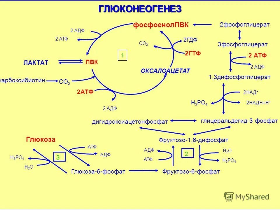 Цикл атф адф. Фруктозо 6 фосфат АТФ фруктозо 1 6 дифосфат АДФ. Надн2 биохимия. Пируват + со2 + АТФ = оксалоацетат + АДФ + н3ро4. Глицеральдегид 3 фосфат в дигидроксиацетонфосфат.
