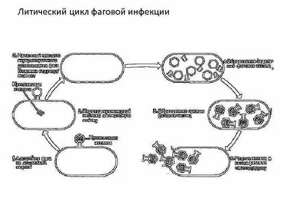 Литический цикл бактериофага