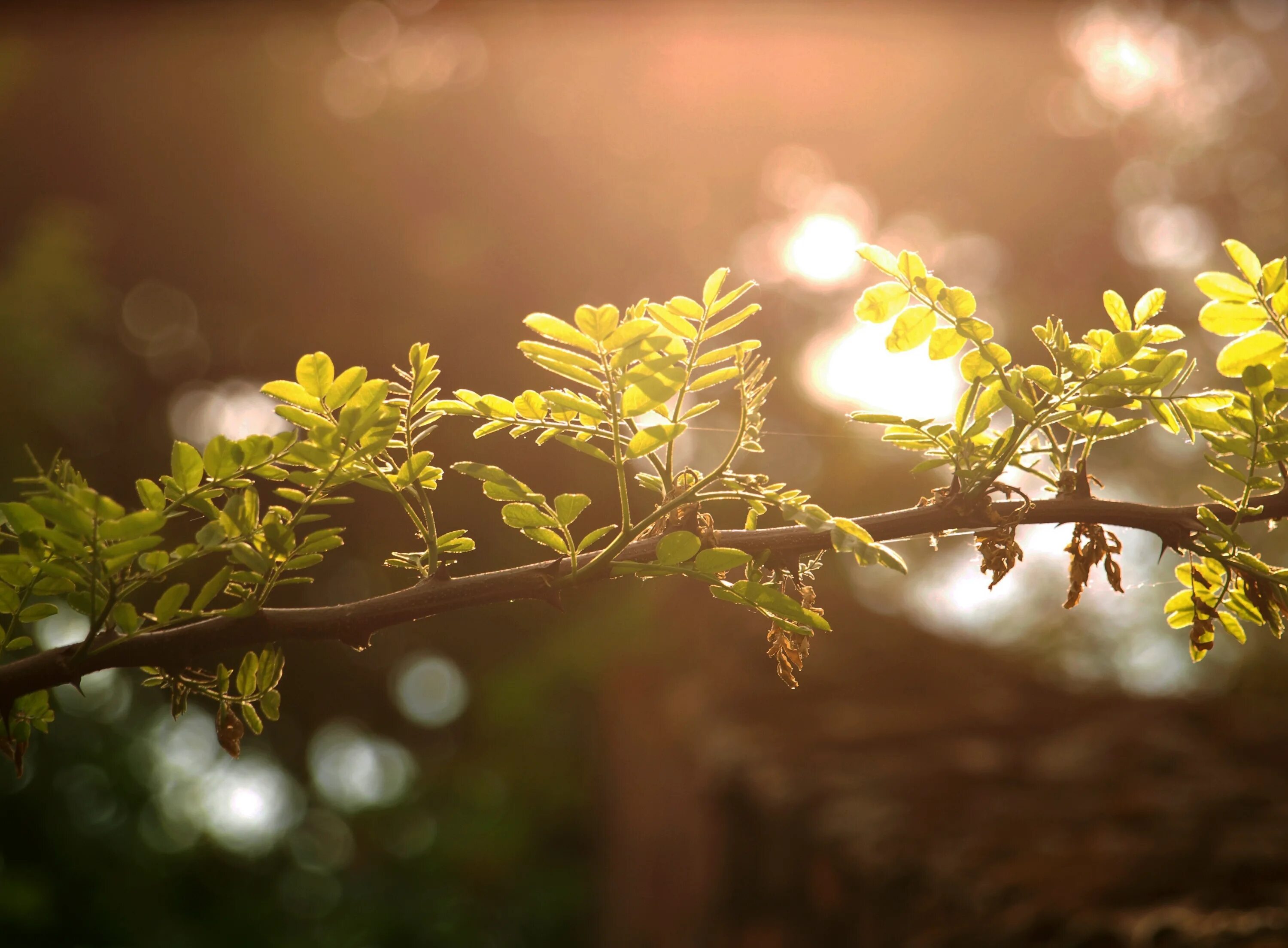 Утро листва. Осеннее утро. Осеннее утро. Осеннее утро. Утро листва.