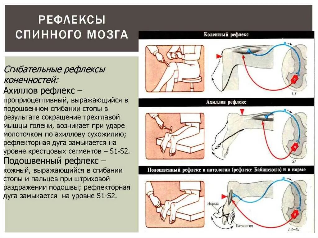 Как проверить рефлексы. Ахиллов рефлекс моносинаптический. Ахиллов рефлекс рефлекторная. Ахиллов рефлекс физиология. Ахиллов рефлекс рефлекторная дуга.