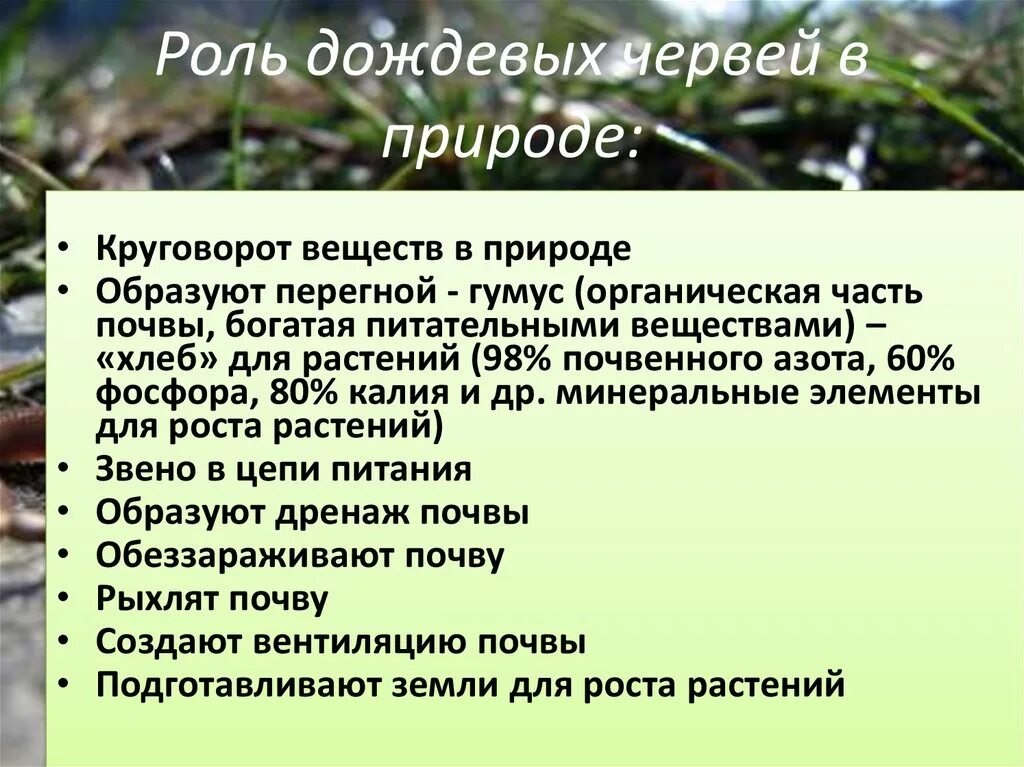 Роль дождевых червей в природе. Сообщение о роли дождевых червей. Роль дождевого червя в природе. Роль дождевых червей в почве. Польза червей